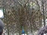 peacock.jpg