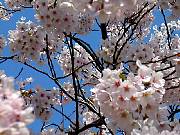 Blossom.jpg