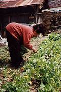 Kims-Garden.jpg