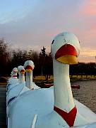 allducks.jpg