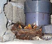 birdsm1.jpg