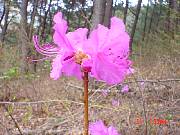 flower1.jpg