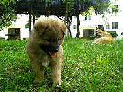 mydogs.jpg