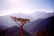 sorksantree.jpg