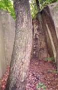 tree.jpg